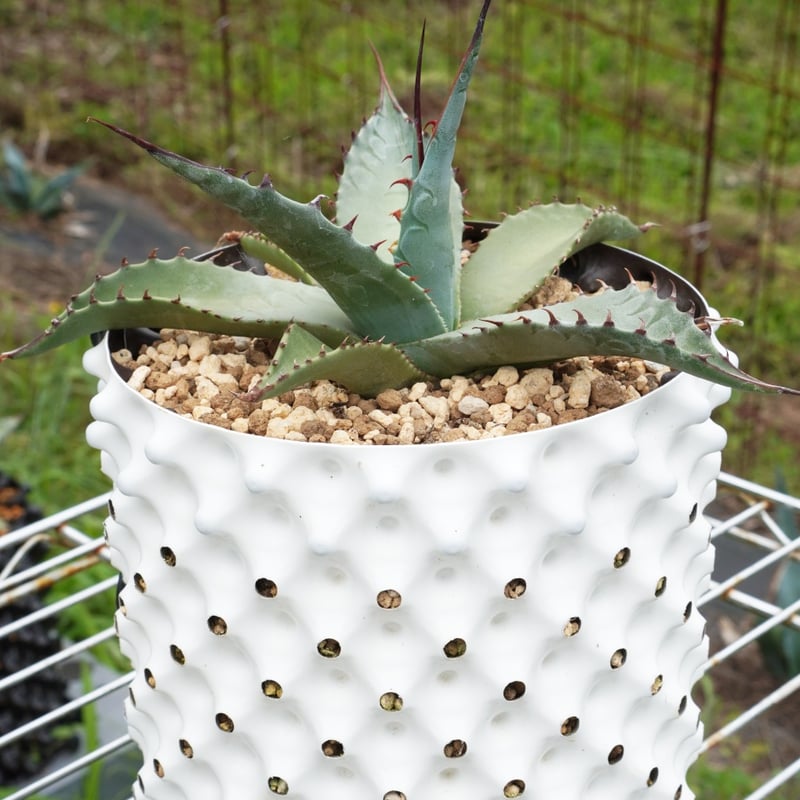 ハイブリッドアガベ 