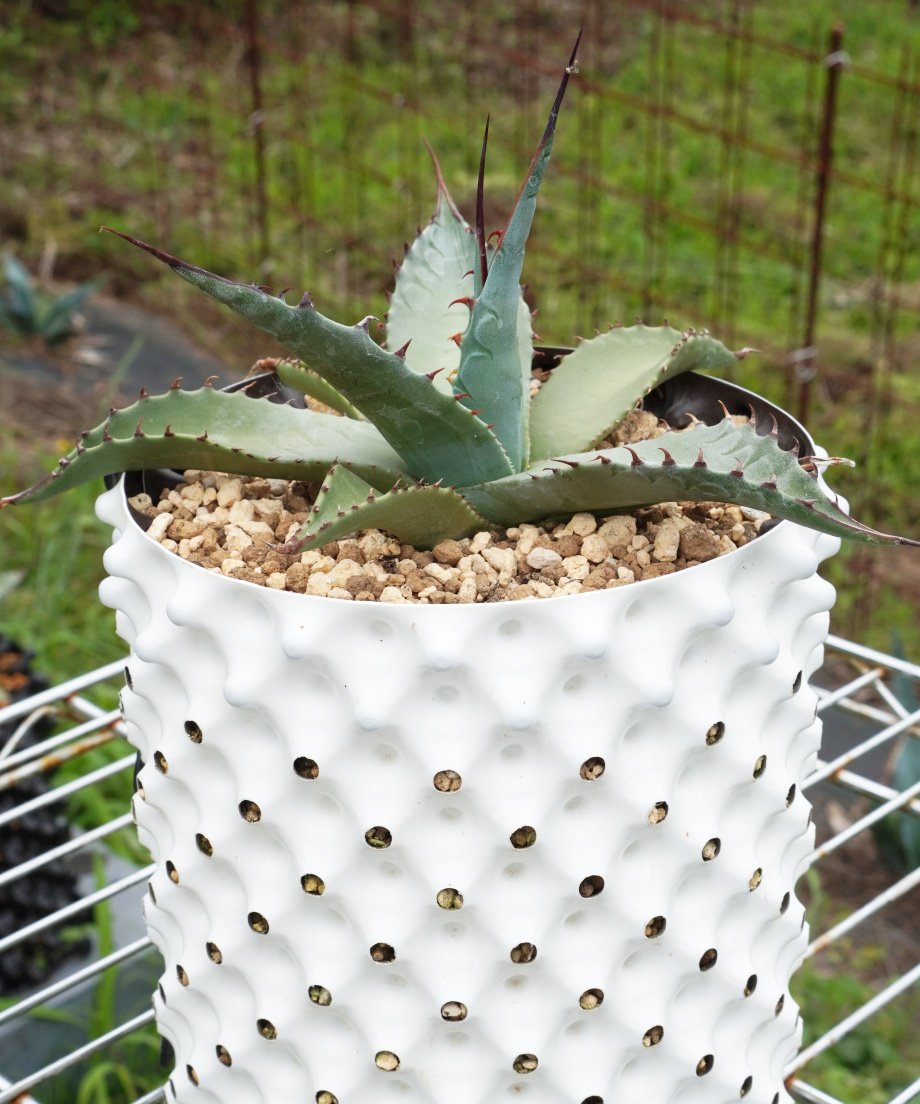 ハイブリッドアガベ 