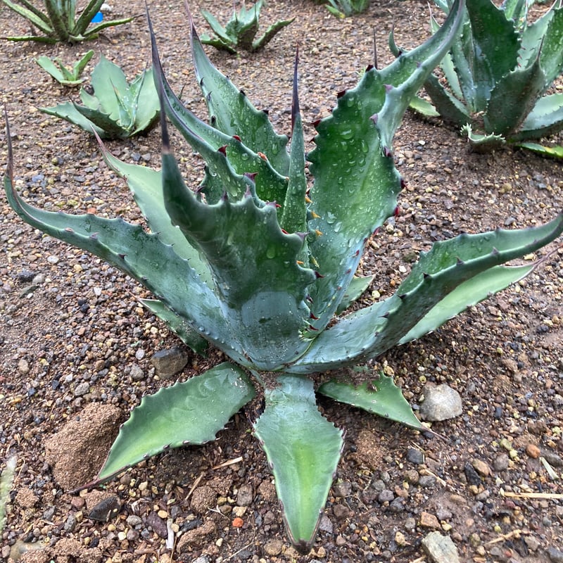 アガベ モンタナ　特大　抜き苗　福岡県限定 アガベ モンタナ 特大 抜き苗 福岡県限定 アガベ モンタナ 特大 抜き苗