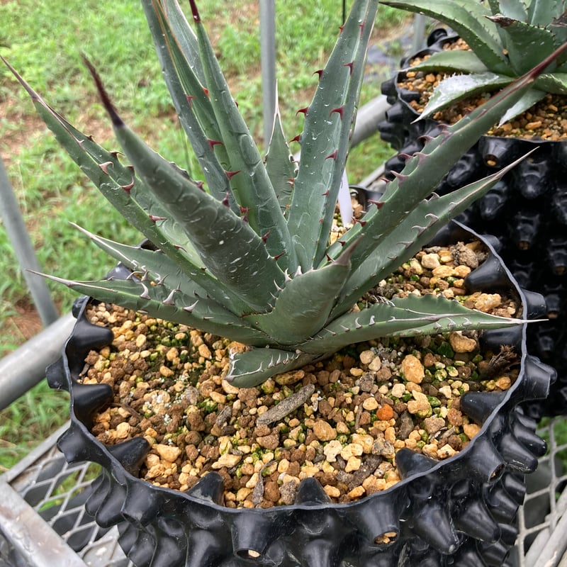 抜き苗】マッケルベヤナ レア (250914） | アガベの専門店 とげまる