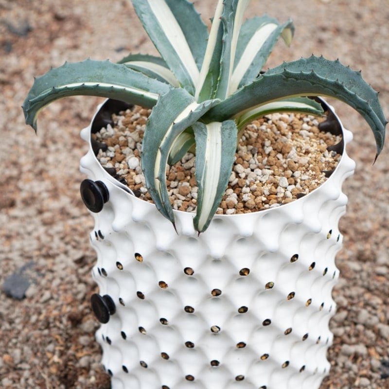 アガベ 『華厳』 地植え華厳 普通のアメリカーナより耐寒性強くていい