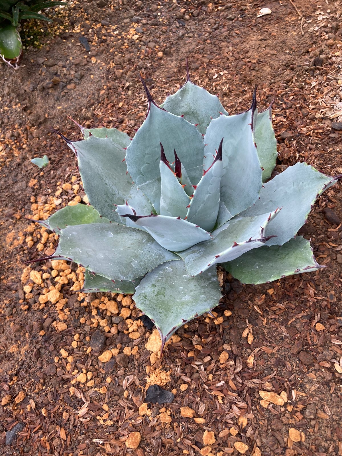 抜き苗】極上パリー・トランカータ子株B（250912） | アガベの専門店