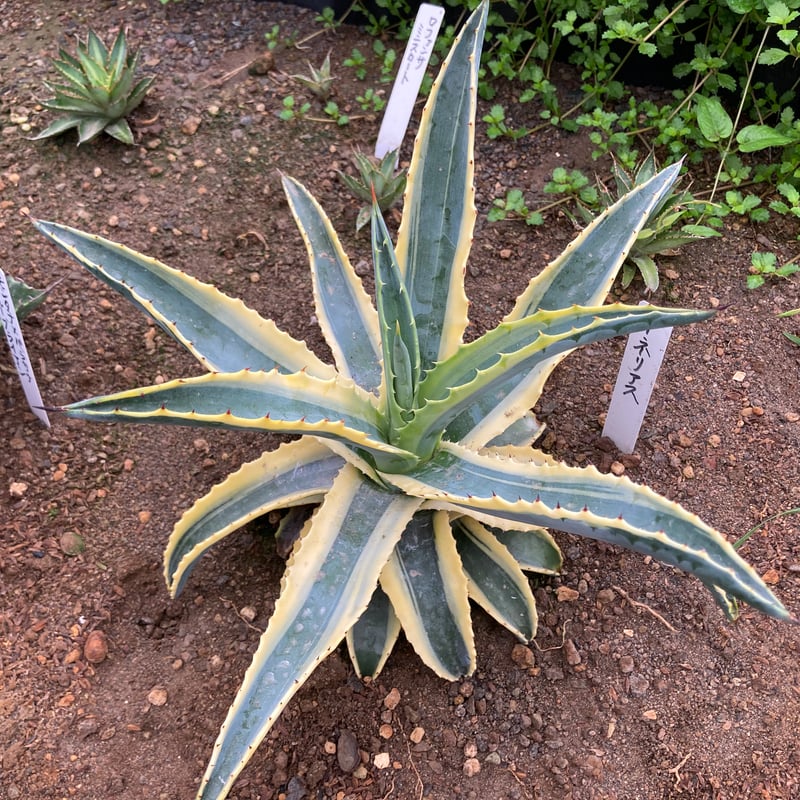 抜き苗】アメリカーナ・コーネリアス（250912） | アガベの専門店 とげまる