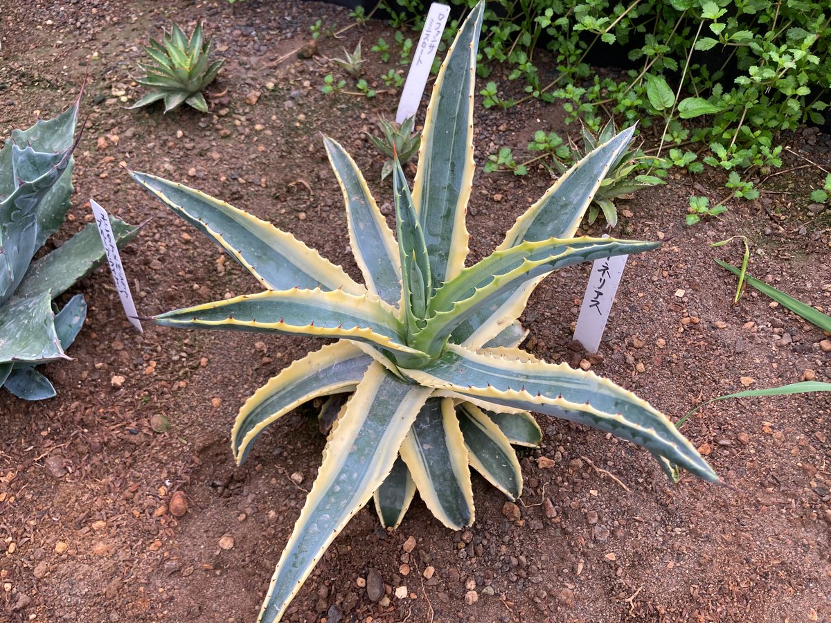 抜き苗】アメリカーナ・コーネリアス（250912） | アガベの専門店 とげまる
