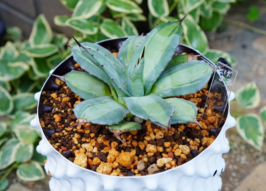 吉祥天錦（250706） | アガベの専門店 とげまる