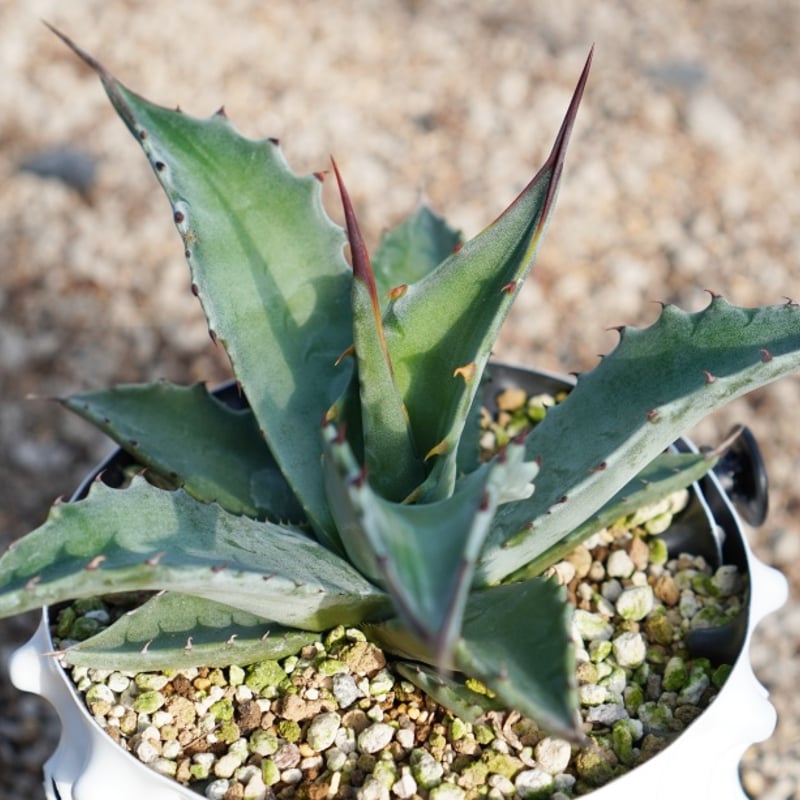 モンタナ / montana (No.1-240905) 実生 | アガベの専門店 とげまる