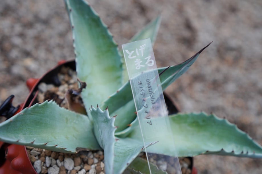 Agave ovatifolia 