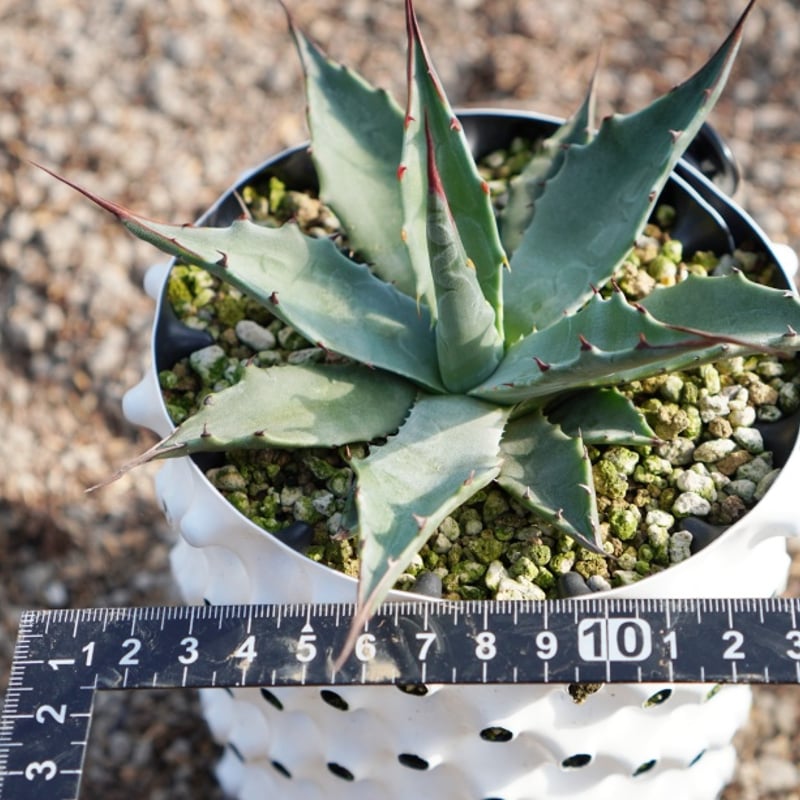 アガベ モンタナ10号鉢 葉張40cm