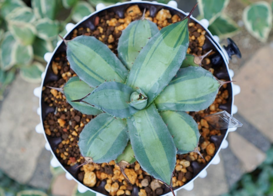 吉祥天錦 吉祥天錦 【公式通販】