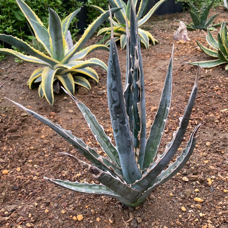 抜き苗】キシロナカンサ・ソードフィッシュ（250912） | アガベの専門