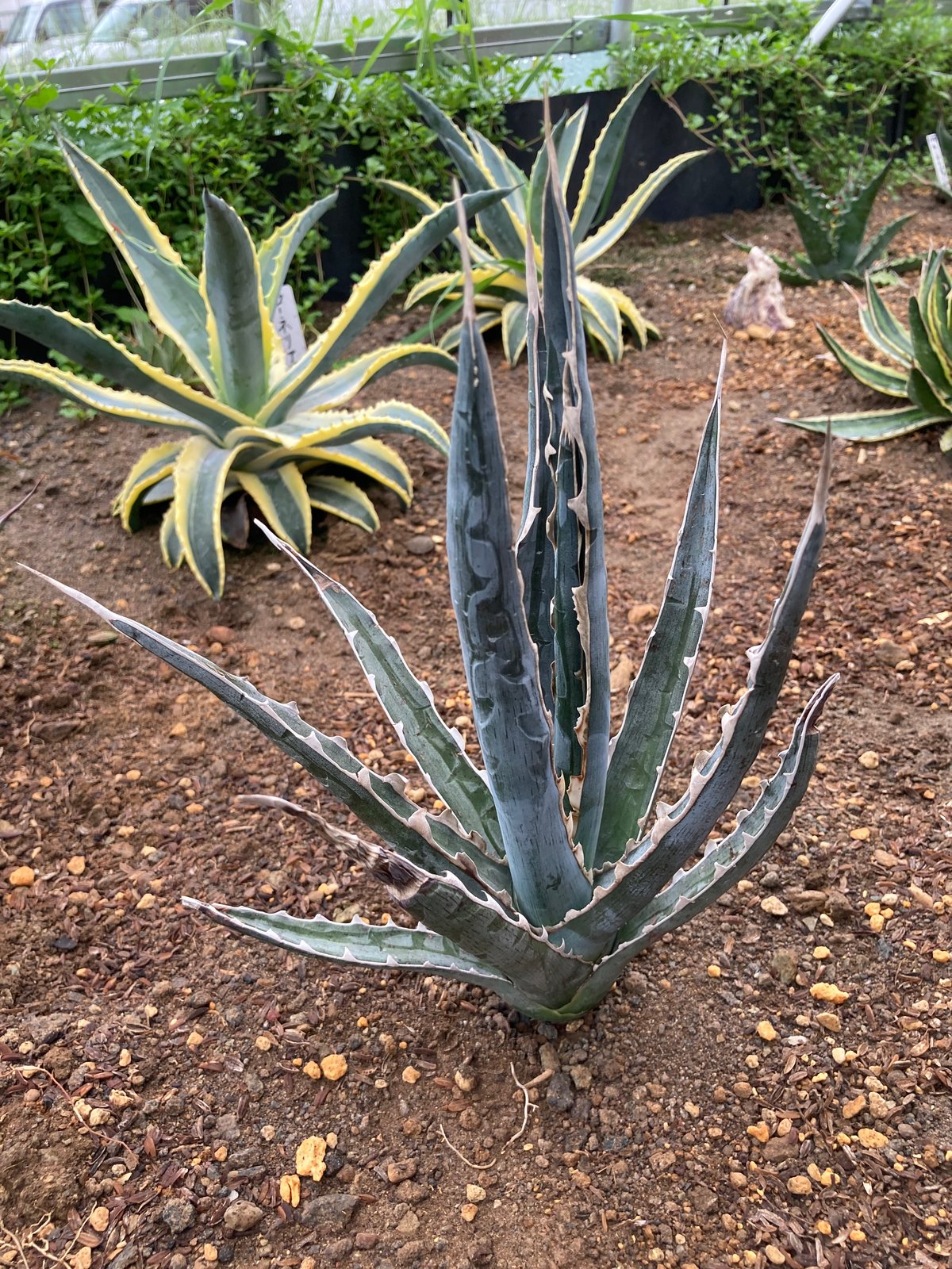 fit=scale-down,w=1200