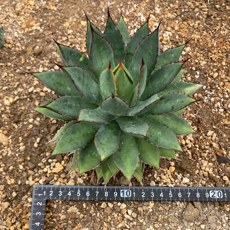 抜き苗】フィリフェラ×イシスメンシス（250912） | アガベの専門店