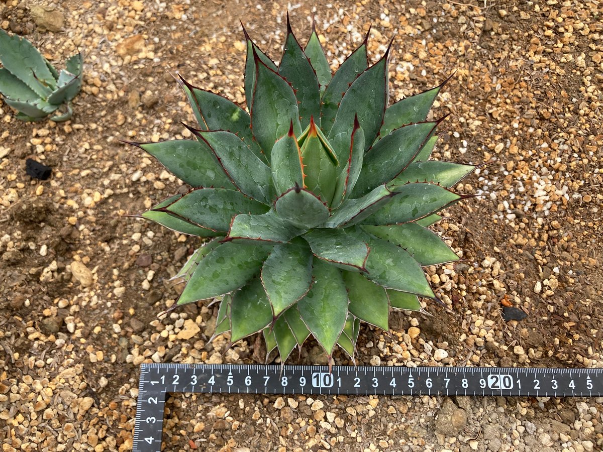 抜き苗】フィリフェラ×イシスメンシス（250912） | アガベの専門店