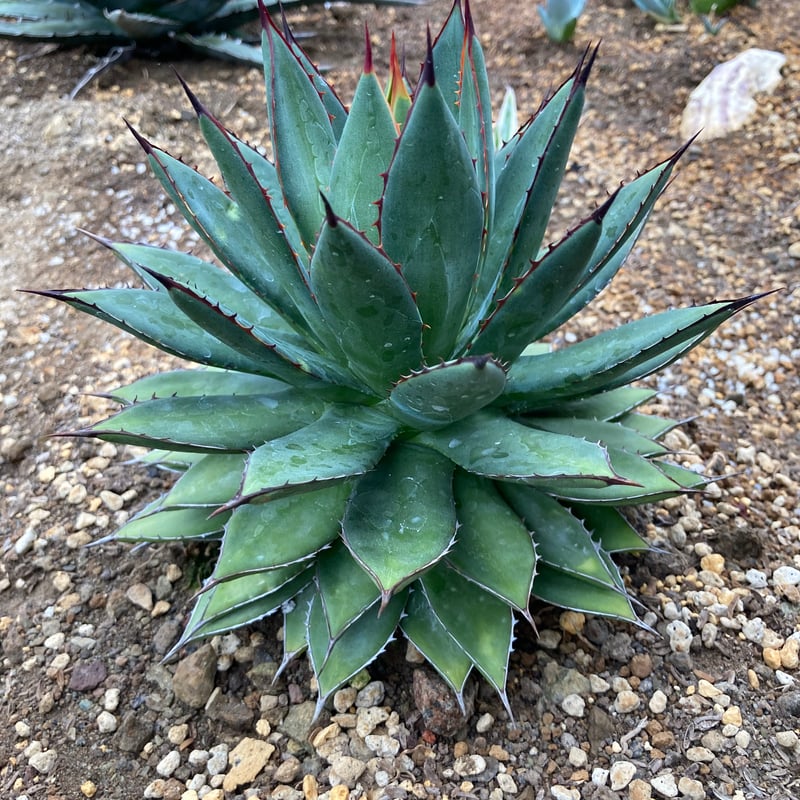 アガベ　フィリフェラ　イシスメンシス　大株 子株付き アガベ フィリフェラ×イシスメンシス(Agave hybrid filifera