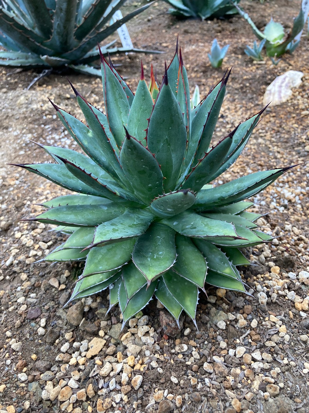 抜き苗】フィリフェラ×イシスメンシス（250912） | アガベの専門店