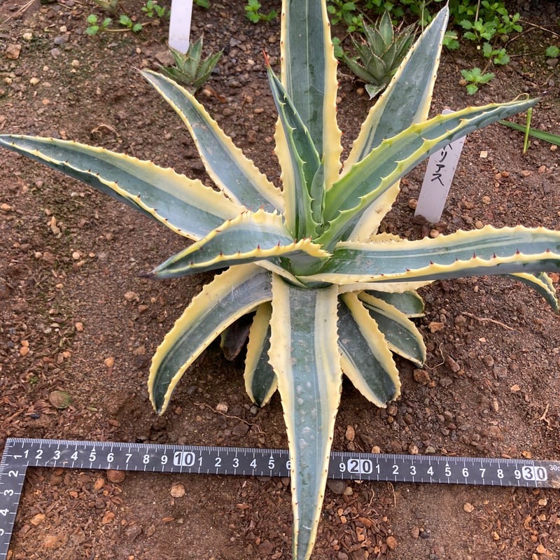 抜き苗】アメリカーナ・コーネリアス（250912） | アガベの専門店 とげまる