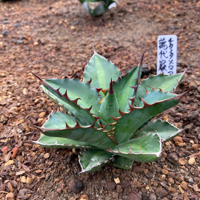 チタノタ　万代 x 厳龍 ロファンサ　ハイブリッド　発根済み　極上親株　万代厳龍 Agave-Titanota X Lophantha 萬代厳竜 ⁡ 外放置がやっぱり最強ですね