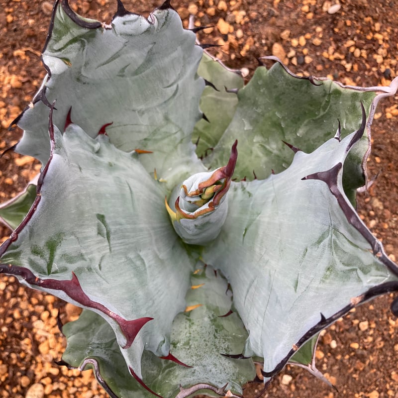 抜き苗】チタノタ×コロラータ 極上個体（250912） | アガベの専門店