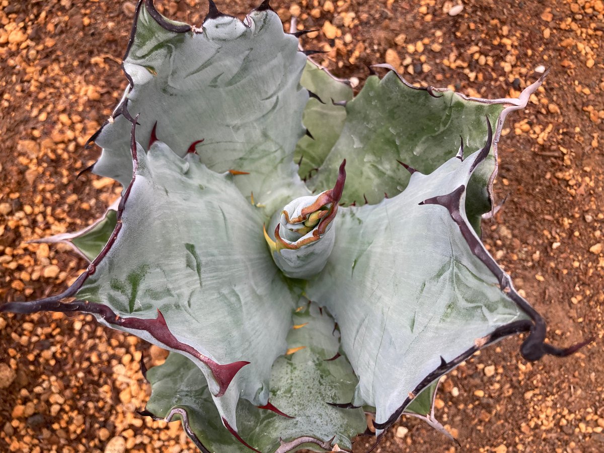 抜き苗】チタノタ×コロラータ 極上個体（250912） | アガベの専門店