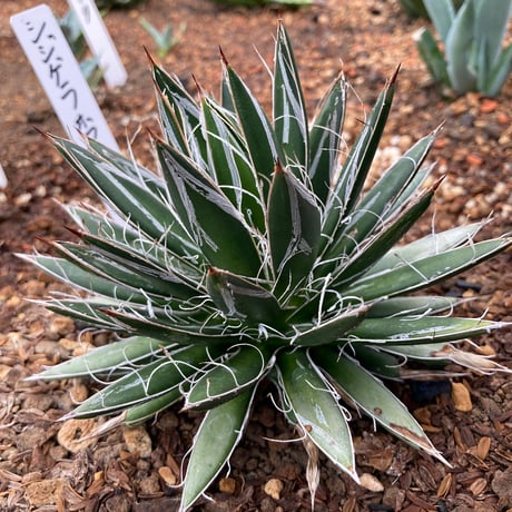 シジゲラ | STORES