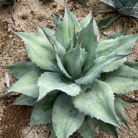 オバティフォリア | STORES