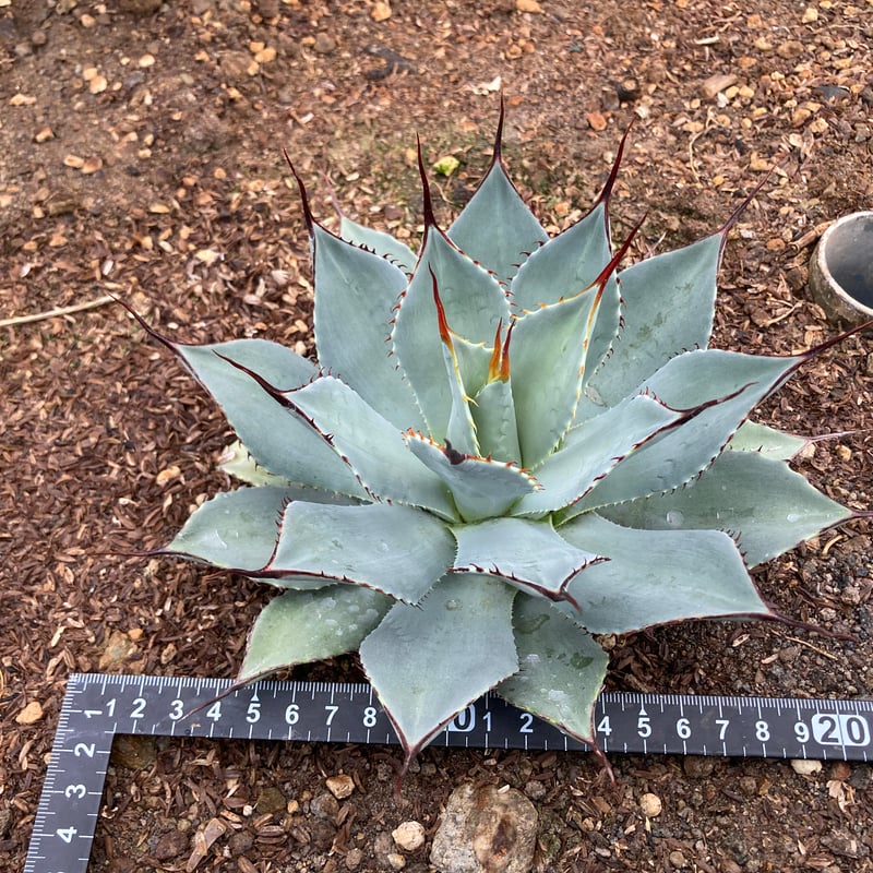 アガベ　パリー　トランカータ　実生8 極上 パリートランカータ パリー アガベ 大株 アガベ パリー