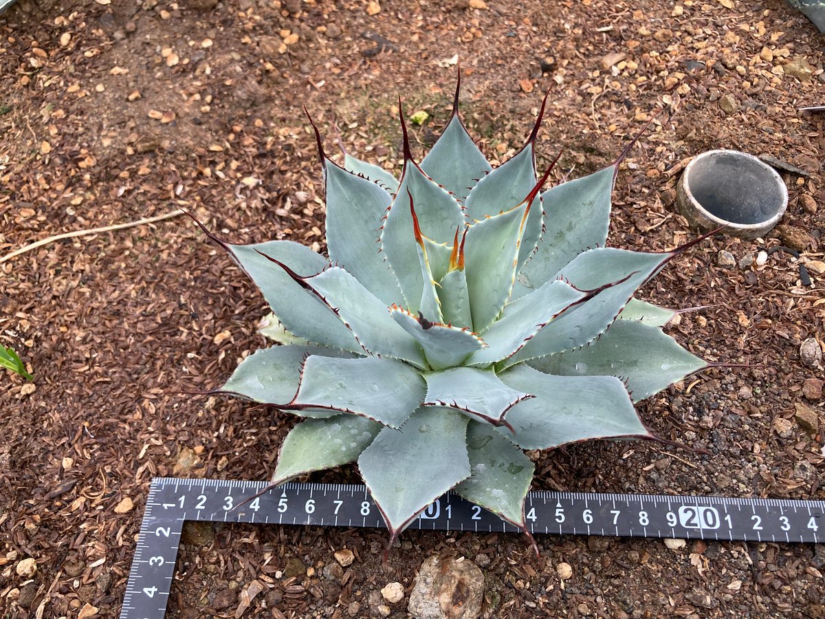 抜き苗】パリー・トランカータ 細葉コンパクトタイプ（250912