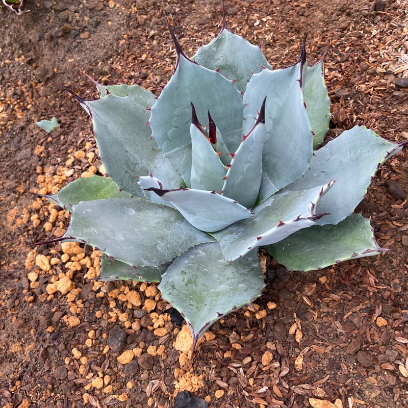 パリー・トランカータ アガベ・パリー トランカータ 'ライム ストリーク'｜Agave