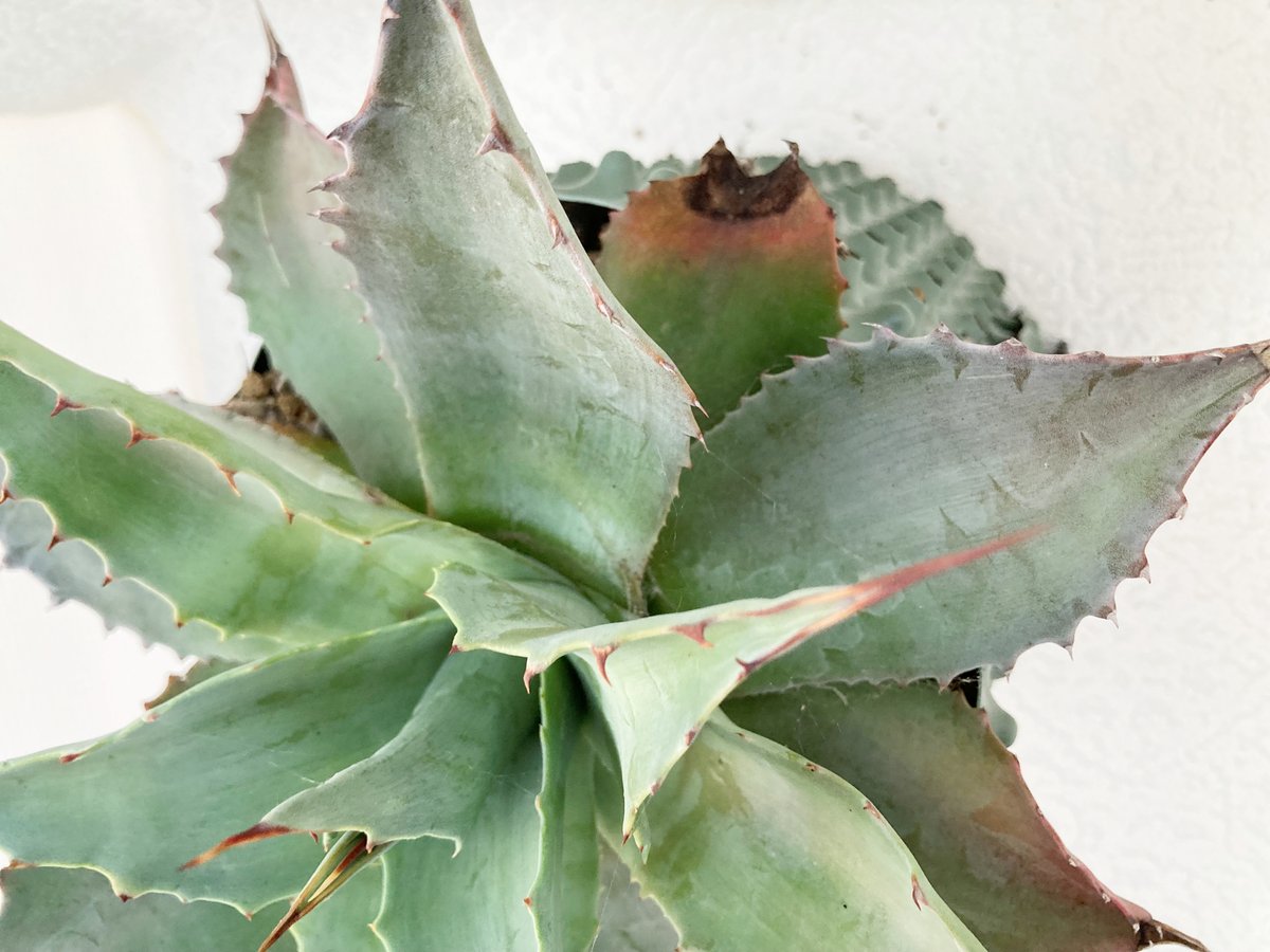 オバティフォリア ヴァンジー / ovatifolia Vanzie | アガベの専門店