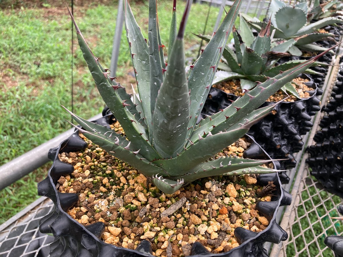 抜き苗】マッケルベヤナ レア (250914） | アガベの専門店 とげまる