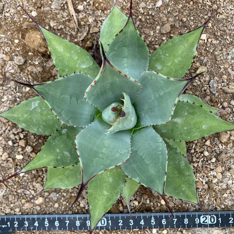 抜き苗】パリー・ホーチエンシス・ウェイクフィールド （250912