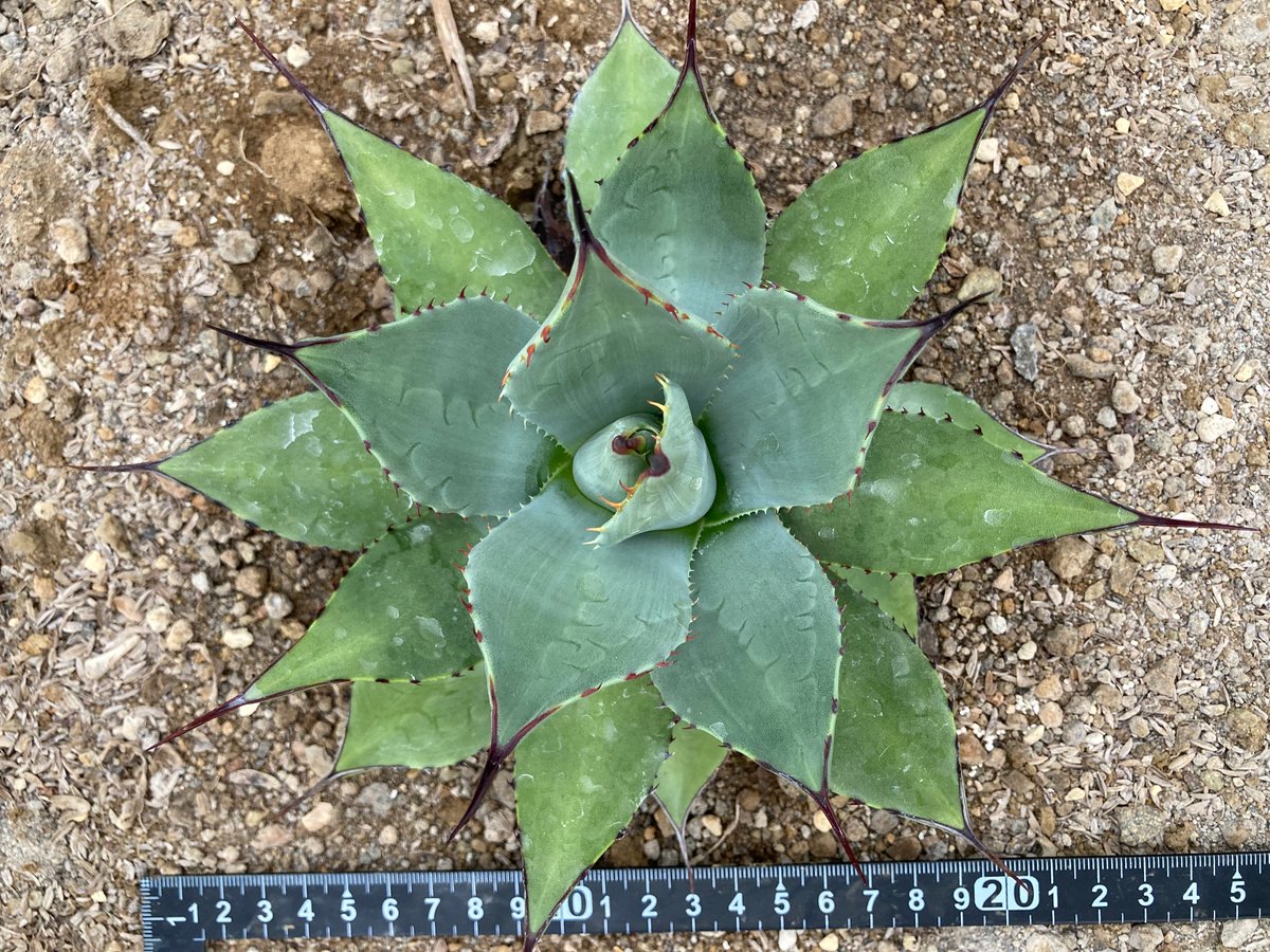 アガベパリー　ホーチエンシス　3苗 抜き苗 抜き苗】パリー・ホーチエンシス・ウェイクフィールド （250912