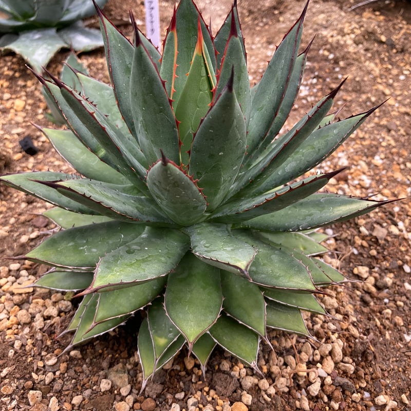 抜き苗】フィリフェラ×イシスメンシス（250912） | アガベの専門店