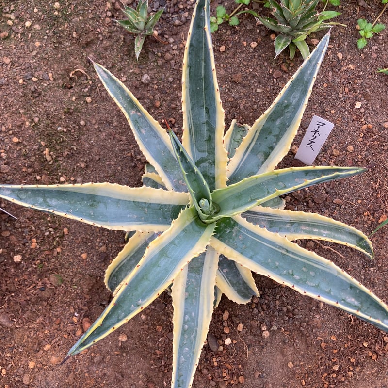 抜き苗】アメリカーナ・コーネリアス（250912） | アガベの専門店 とげまる