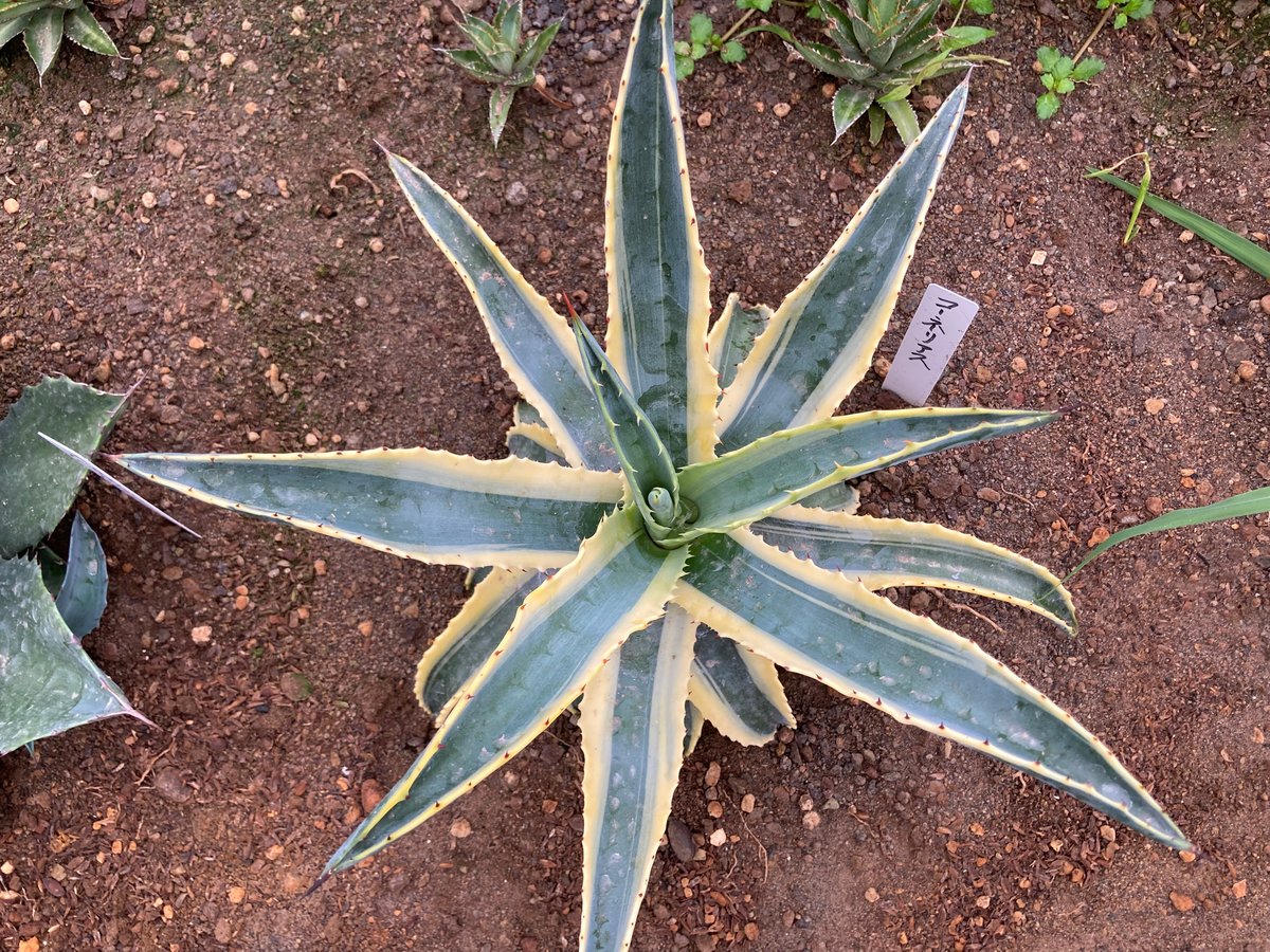 fit=scale-down,w=1200