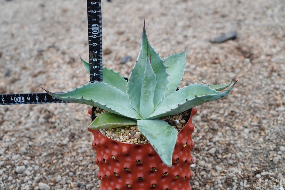 アガベ アメリカーナ エクスパンサ錦 カキコ 鉢上げ定着済み 抜き苗発送