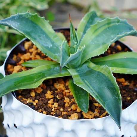 小型アガベ 緑色 トゲあり 小型アガベ 緑色 トゲあり