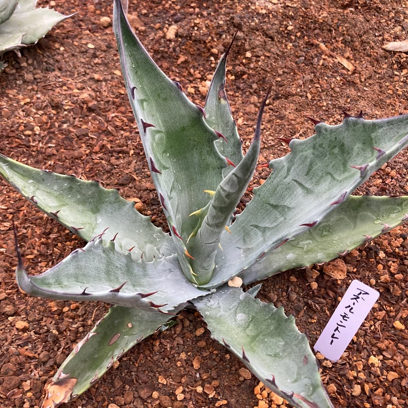 抜き苗】アズールモントレー レア（250912） | アガベの専門店 とげまる