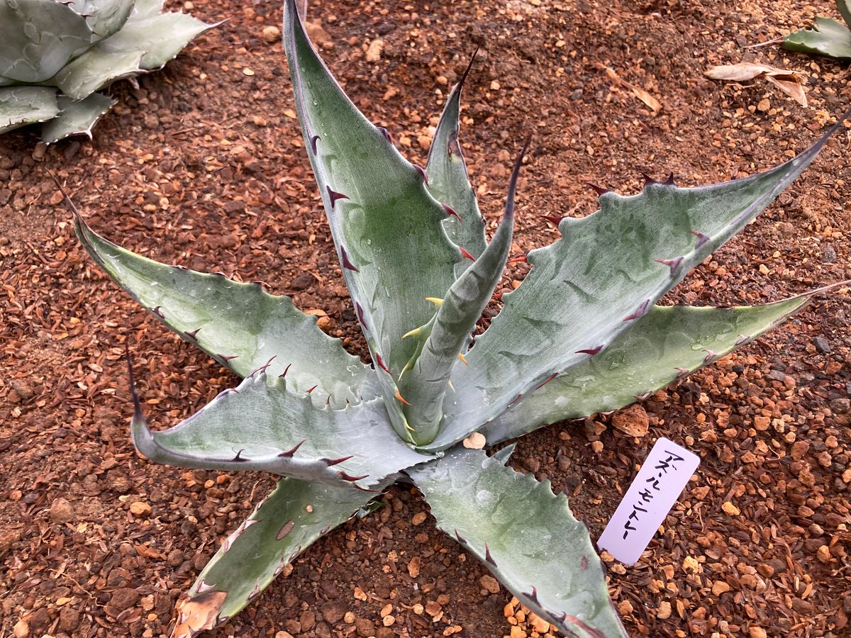 抜き苗】アズールモントレー レア（250912） | アガベの専門店 とげまる