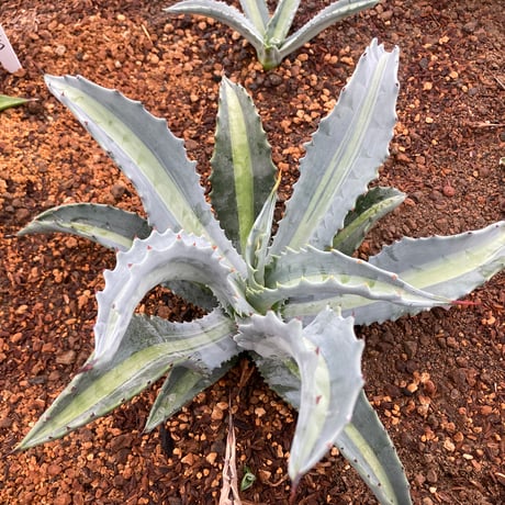 アメリカーナ | STORES