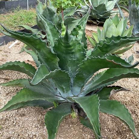 ロックガーデン | STORES