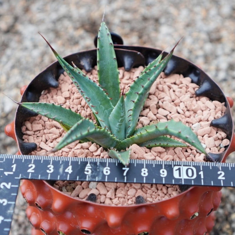 マッケルベヤナ / mckelveyana (No.1-240814) | アガベの専門店 とげまる