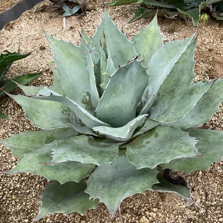 美形大株　アガベ オバティフォリア　幅広　ドアーフタイプ 美形大株 アガベ オバティフォリア 幅広 ドアーフタイプ 美形大