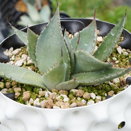 パリートランカータ、パリーホーチエンシスセット パリートランカータ、パリーホーチエンシスセット