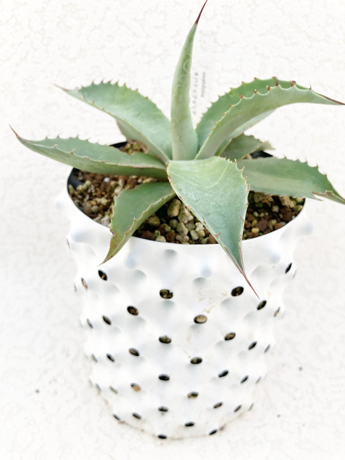 たま出品　ホワイトファング オバティフォリア モビー オバティフォリア / ovatifolia | アガベの専門店 とげまる