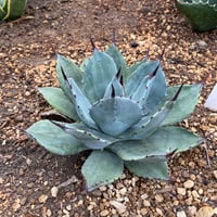 抜き苗】パリー・トランカータ・ライムストリーク（250912） | アガベ