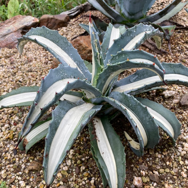 アガベ　エメラルドグリーンジャイアント　抜き苗 アガベ エメラルドグリーンジャイアント 抜き苗 アガベ エメラルド