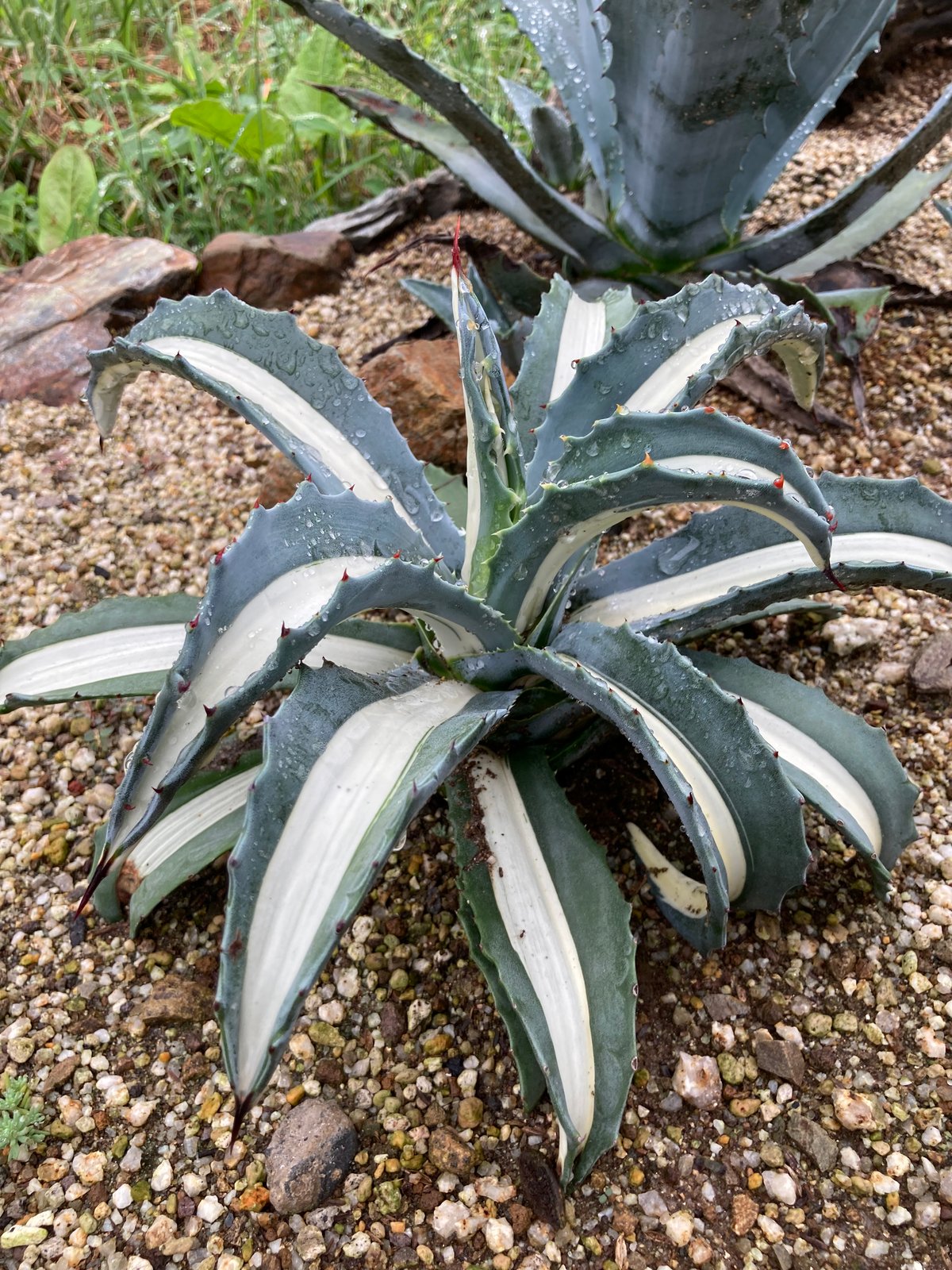 アガベ アメリカーナ　大株　引き取り限定 アガベ アメリカーナ 大株 引き取り限定