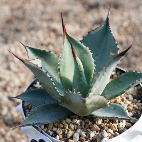 トランカータ | STORES