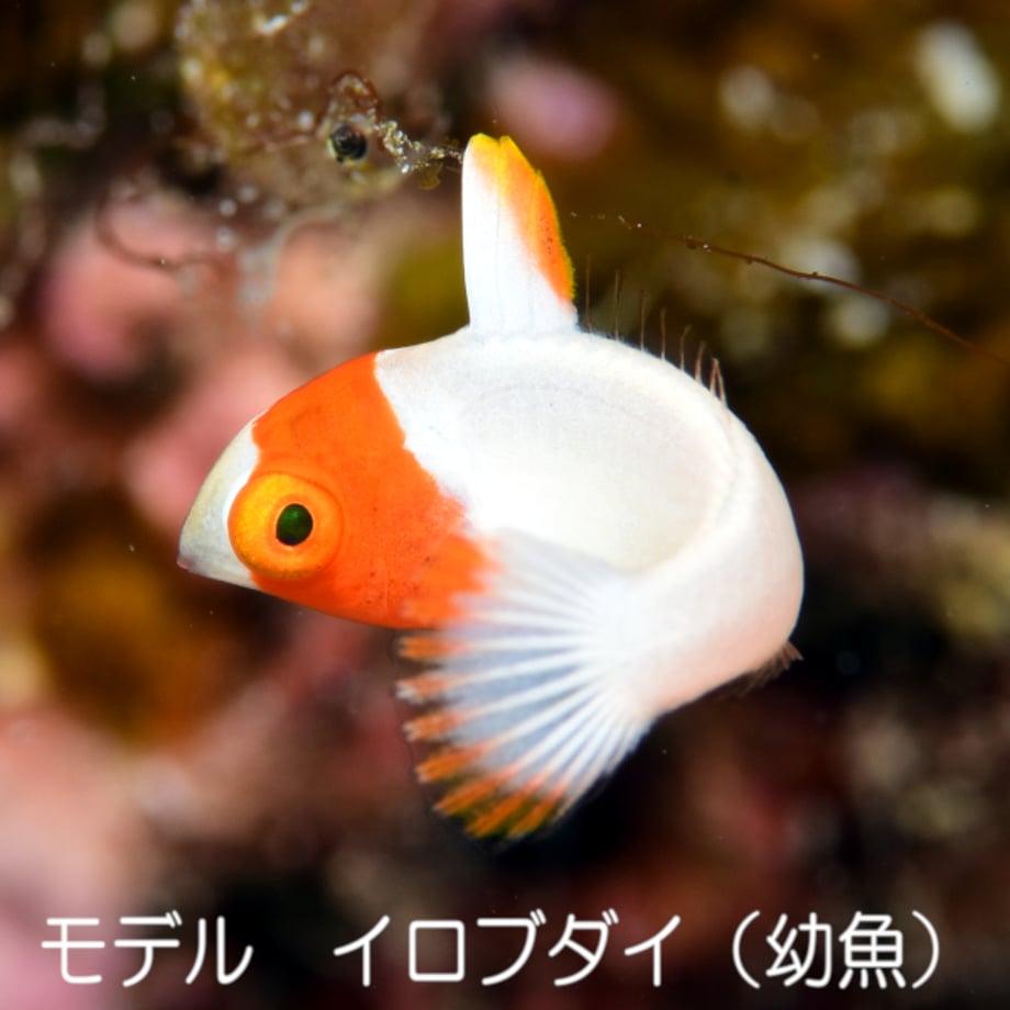 65e3d4191bcd74002f42c2fc